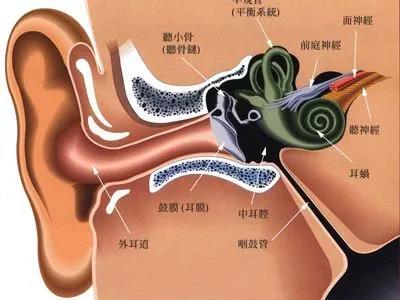 耳解剖图.jpg